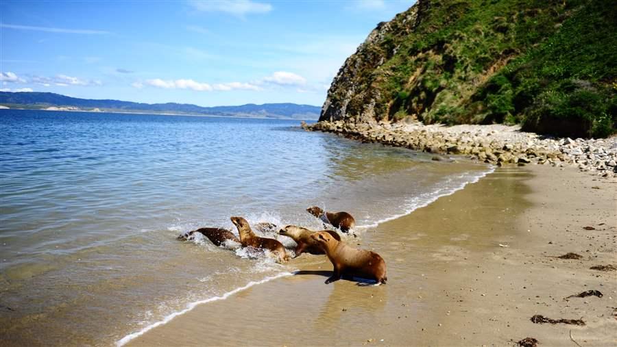 Sea Lions being released