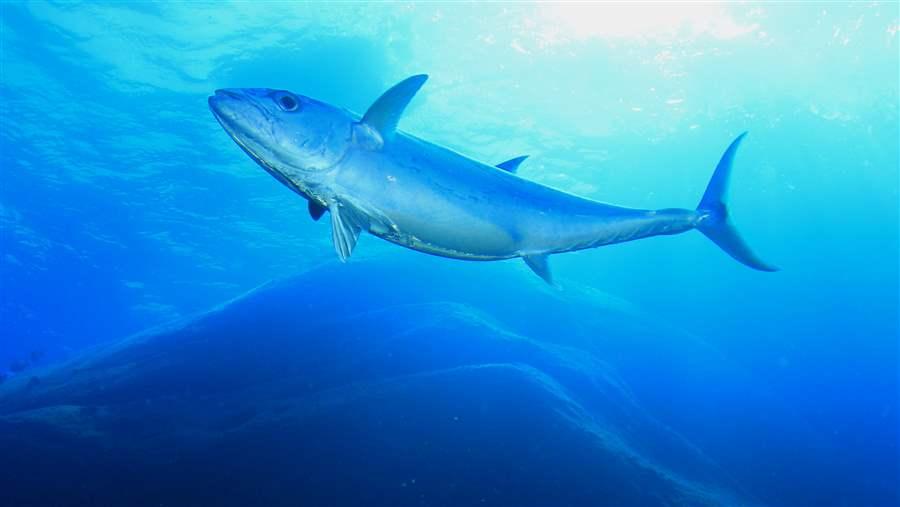 Pacific Bluefin