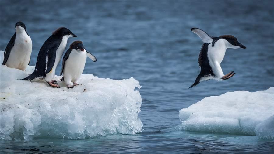 Penguin habitat in Antarctica