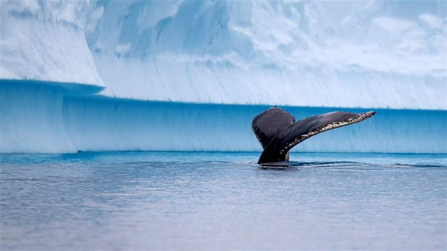 Penguin habitat in Antarctica