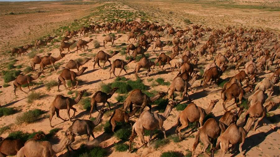 Voracious and Plentiful, Feral Camels Remain a Major Threat to