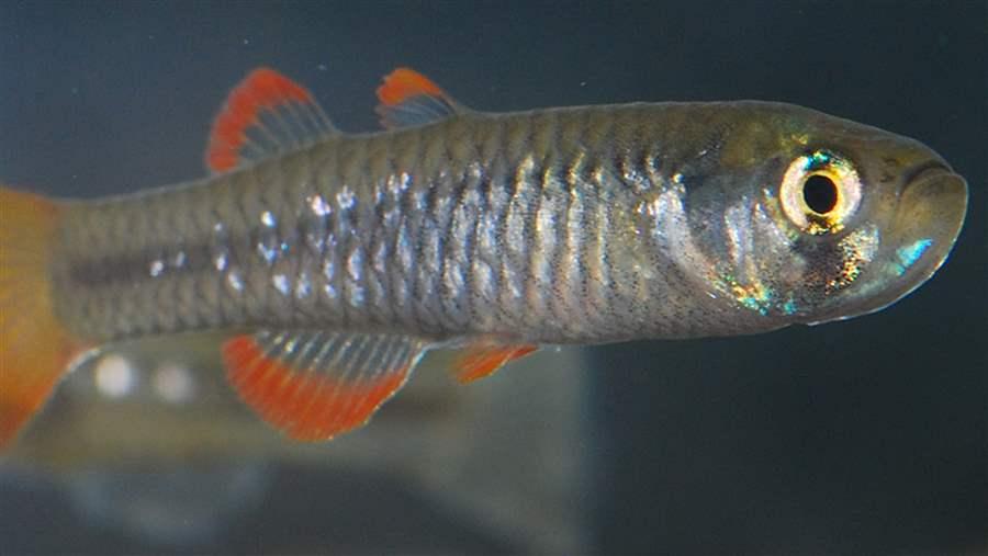 Red-Finned Blue-Eye Fish