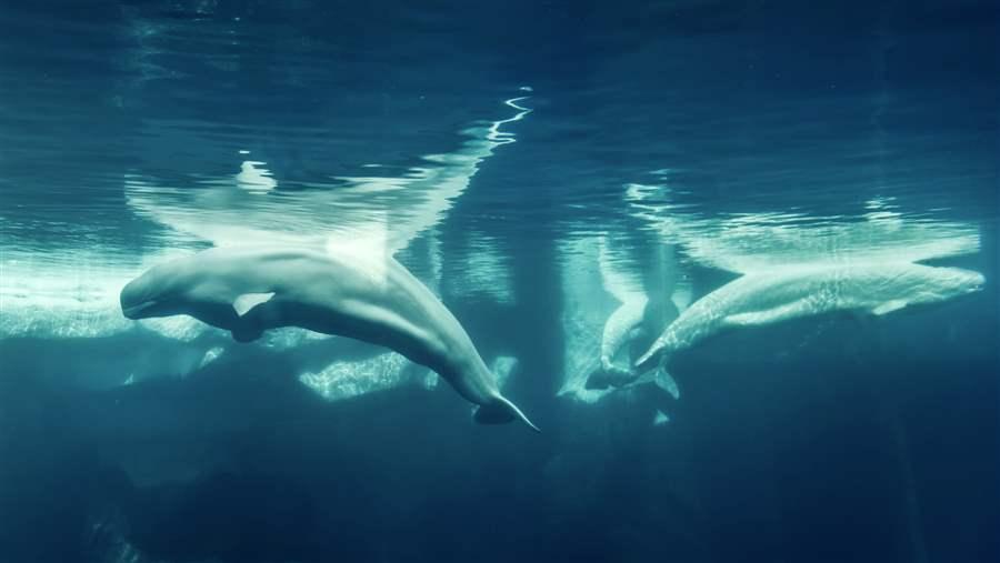  Beluga whales