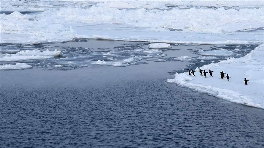 Penguin population