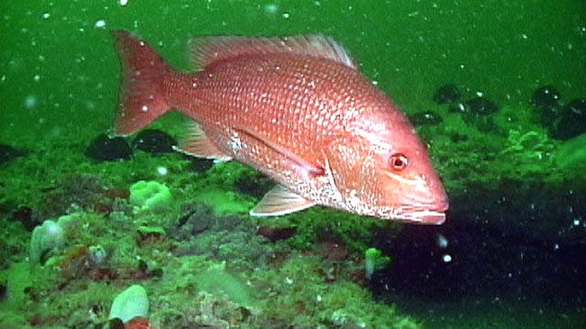 Gulf of Mexico Red Snapper