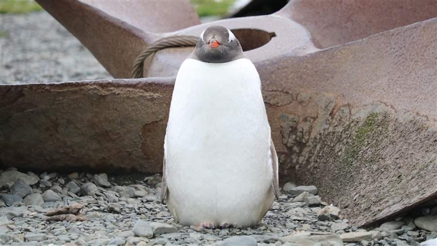 Whaling And Seal Hunting Defined South Georgia But Then