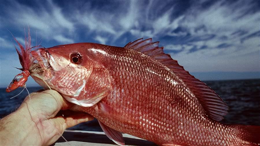 Overfishing of Gulf Red Snapper