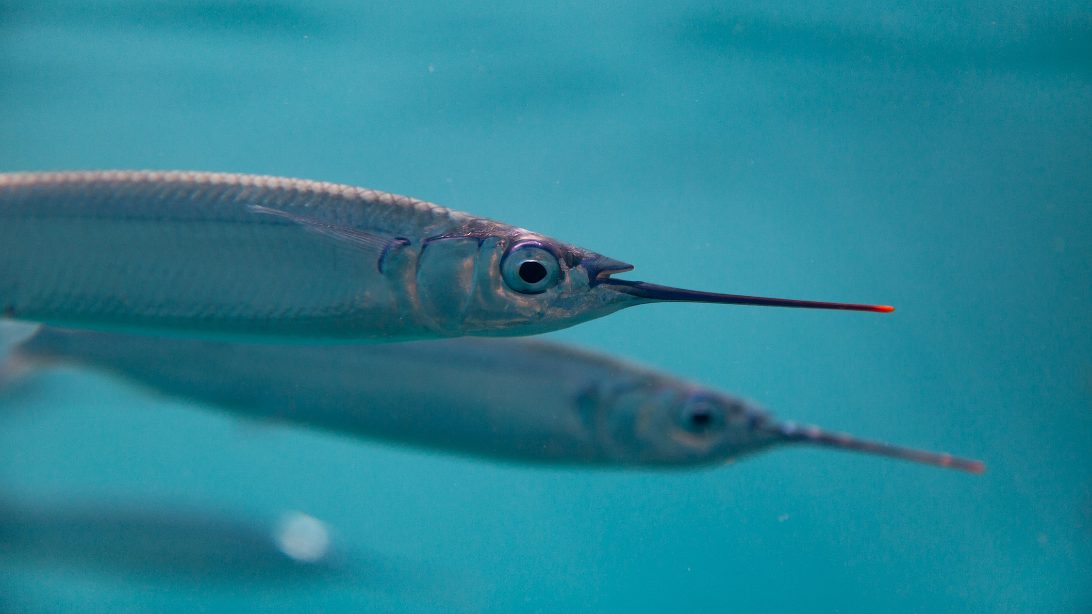 Mid-Atlantic forage fish