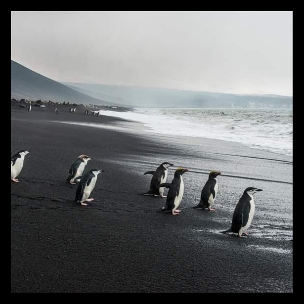Penguin beach