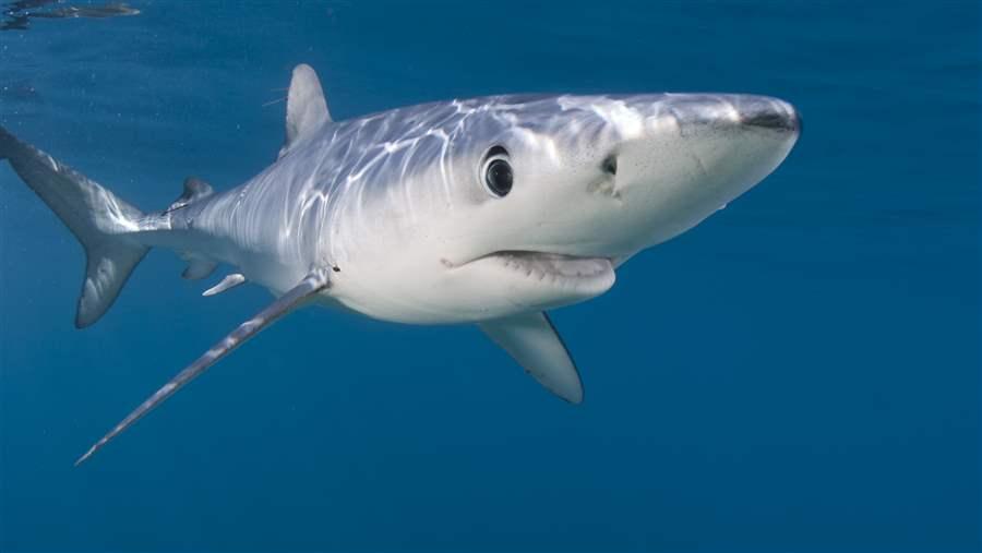 Global shark fin trade