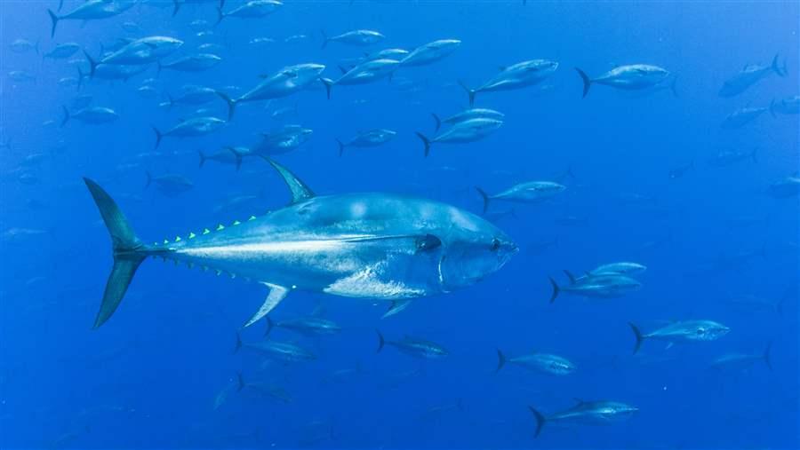 Bluefin tuna