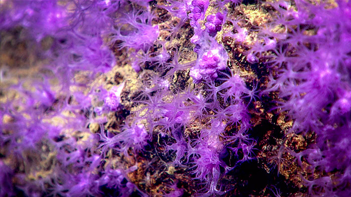 purple octocoral