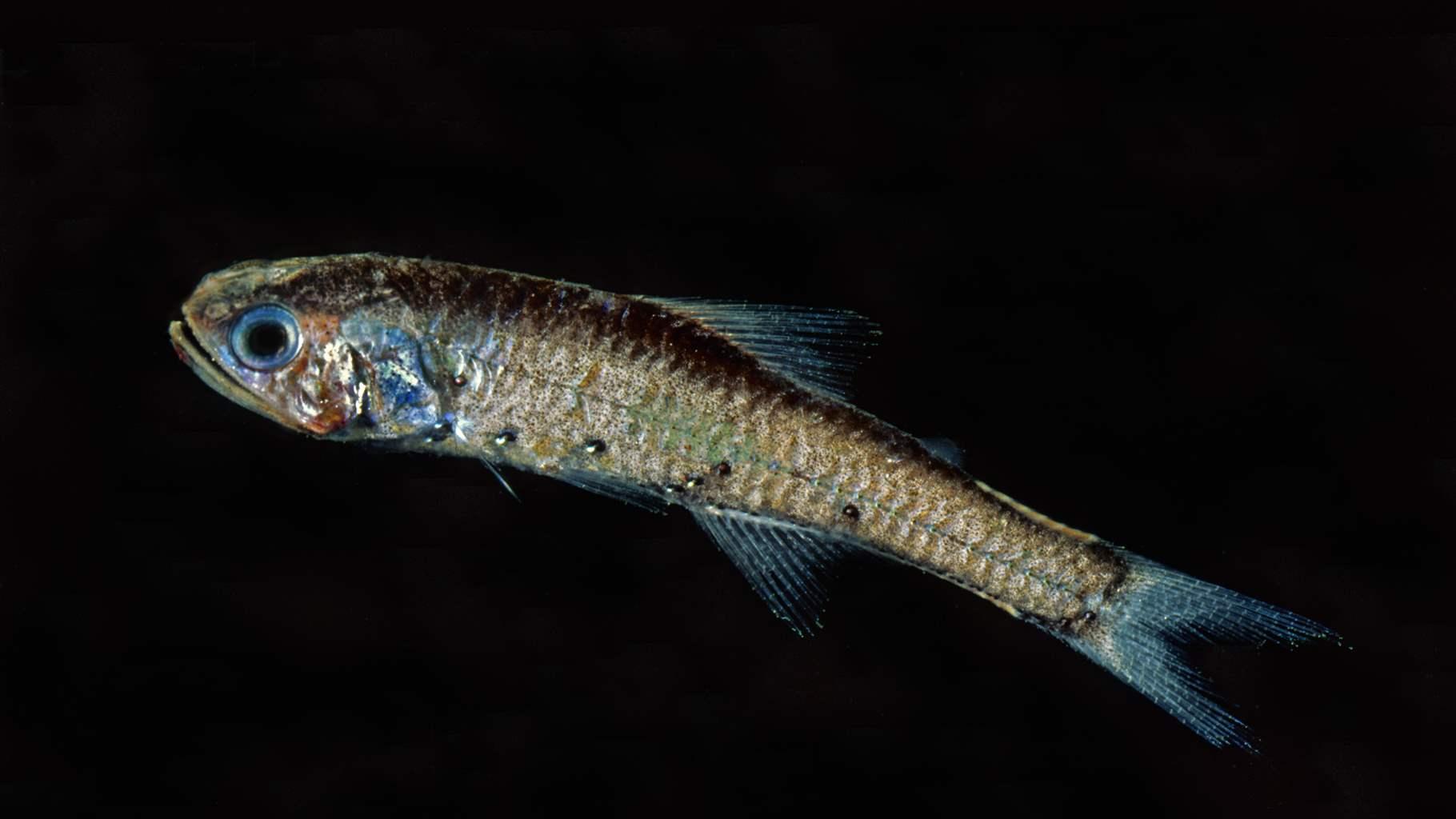 bio-luminescent fish