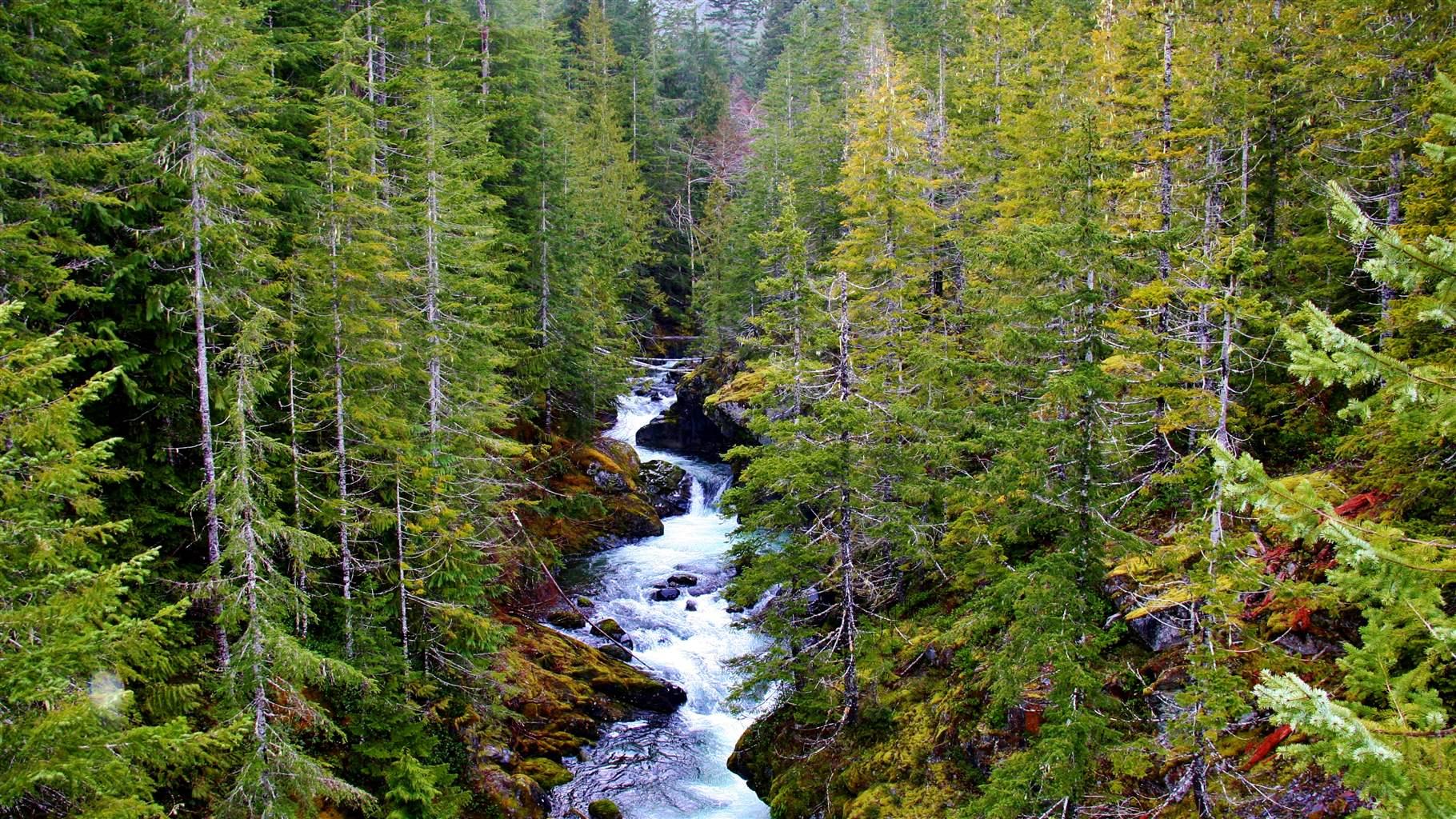 A rapid river flanked with evergreen trees and moss covered rocks.