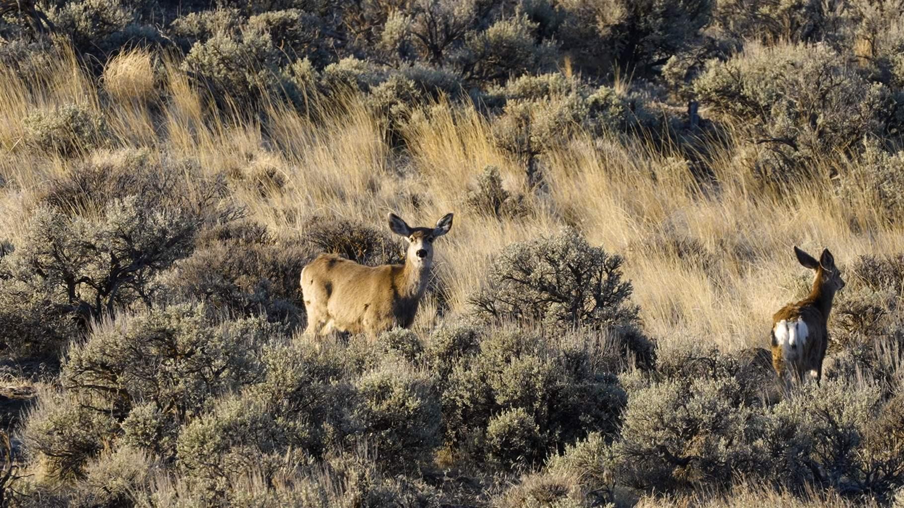 Mule deer graze along a stretch of Highway 20 along Malheur River Canyon in Eastern Oregon