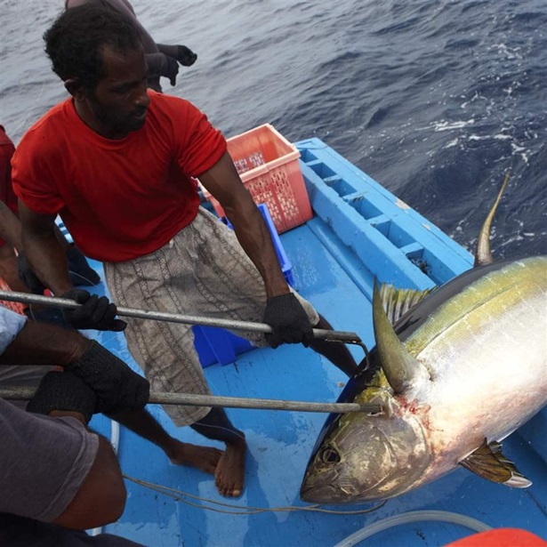 A fisher wearing a red shirt, grey striped pants, and black gloves uses a gaff to haul a large yellowfin tuna to the deck of a bright blue fishing vessel. The water is dark blue, and other men in red and blue outfits are onboard helping.