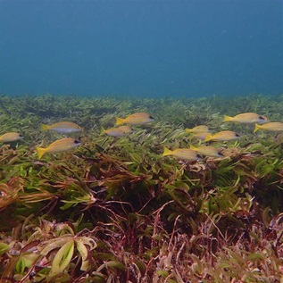 A school of slim yellow fish swims above a dense meadow of green and maroon seagrasses with the deep blue ocean visible in the far background.