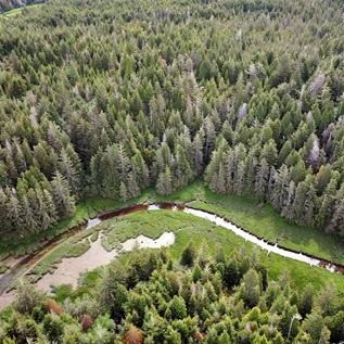 An aerial view shows a stream running through a verdant wetland, which is tightly bordered by tall conifer trees.