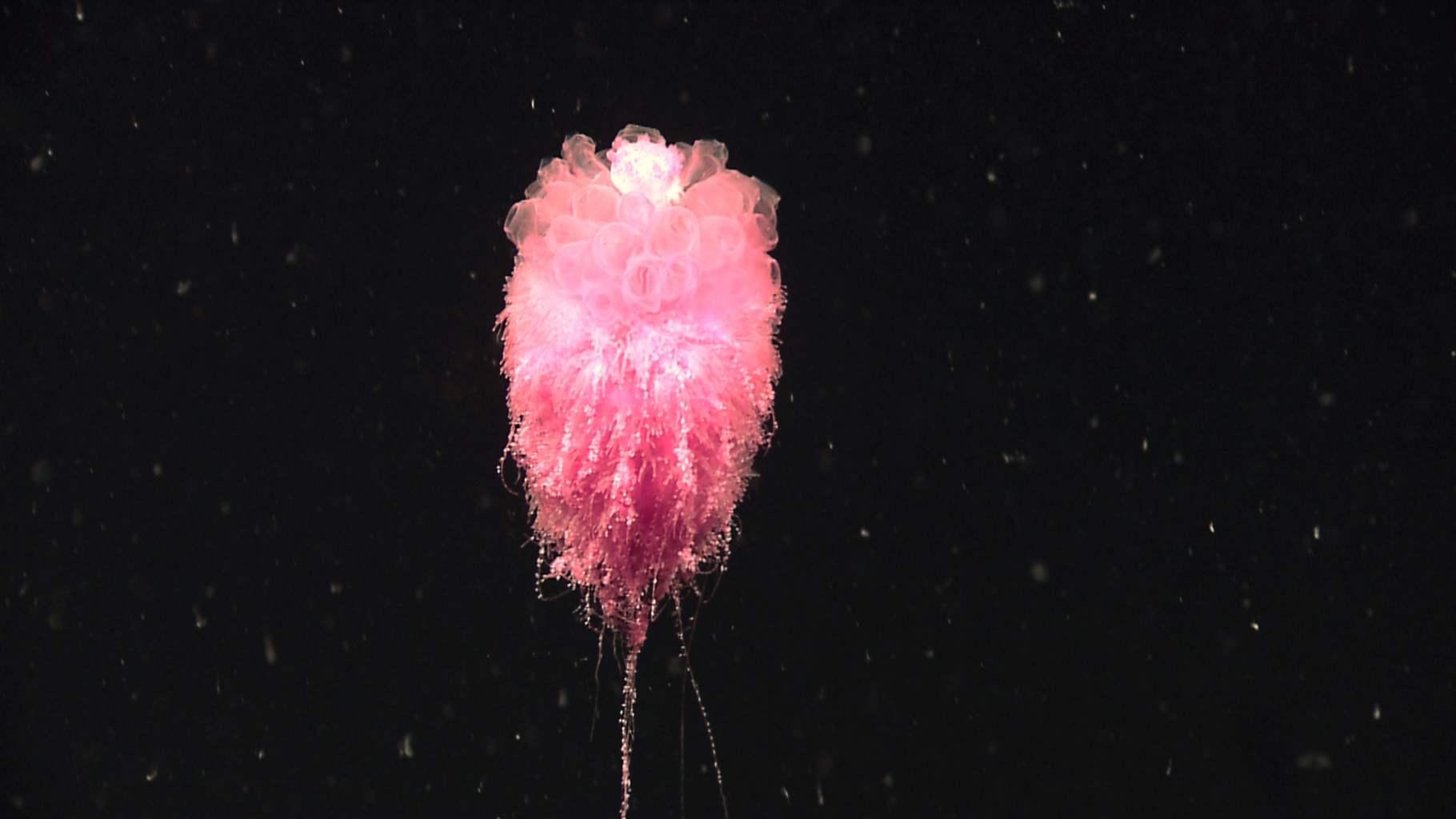 A bright pink siphonophore, a type of deep-sea jellyfish, is seen with tentacles extended. 