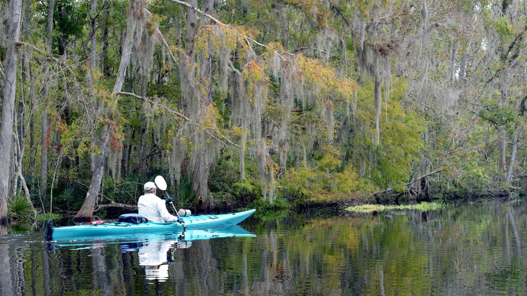 A person in a white long-sleeve shirt paddles a light-blue kayak through glassy waters fringed by the tall, skinny trees and hanging mosses characteristic of a southern U.S. swamp. 