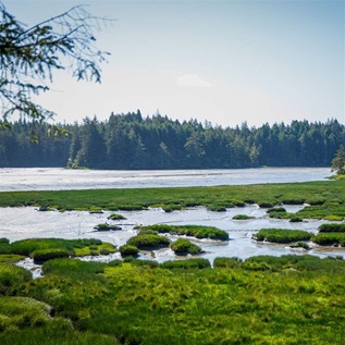 A coastal wetland is surrounded by conifer forest under a cloudy sky.