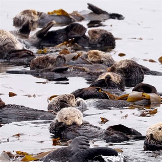 Around a dozen black and beige sea otters float in a cluster, with some grooming themselves and others resting. The surrounding water appears to have a white sheen due to the angle of the photo, and pieces of sea kelp float around the otters.