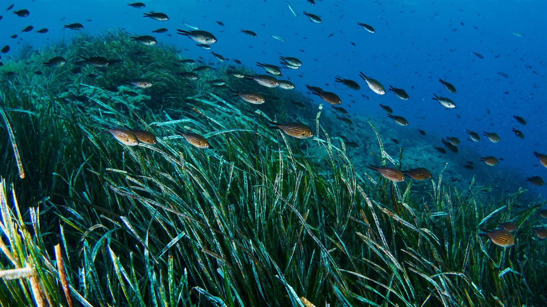 Green seagrass moves with the current in the blue sea, with dozens of small striped and spotted fish swimming above.