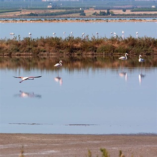A light pink flamingo with outstretched wings takes flight from a sandy shore, soaring over still water toward three other flamingos standing straight-legged in the water. A strip of tall grass separates them from a larger flamingo flock in the background. 