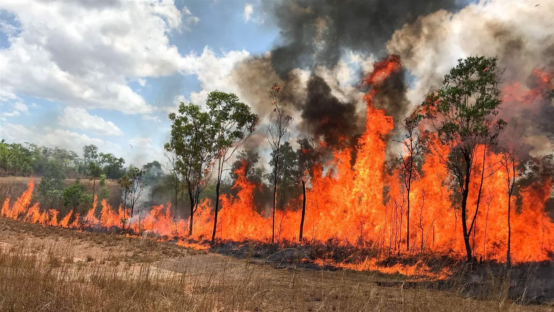 Intense flames and black smoke rise from an area of savannah woodland infested with tall grass.