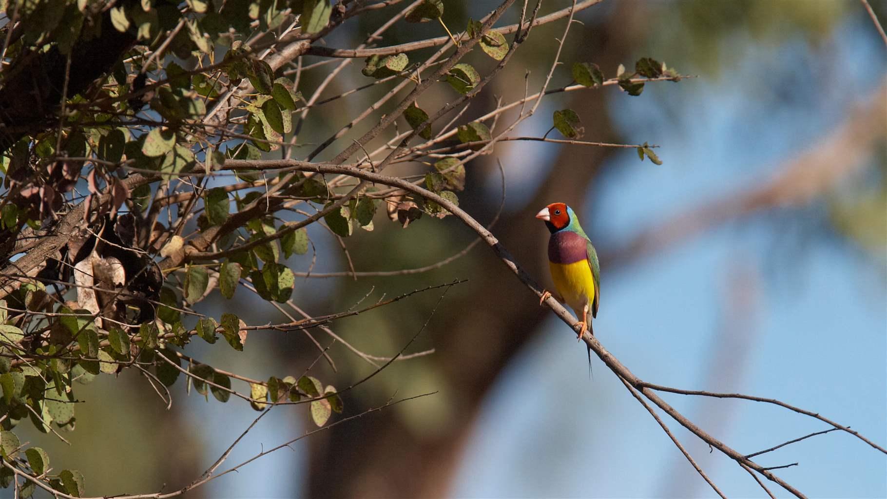 A male Gouldian finch perches on a branch. Its vibrant plumage is a striking combination of distinct patches of colour including red, purple, yellow, blue, and green.