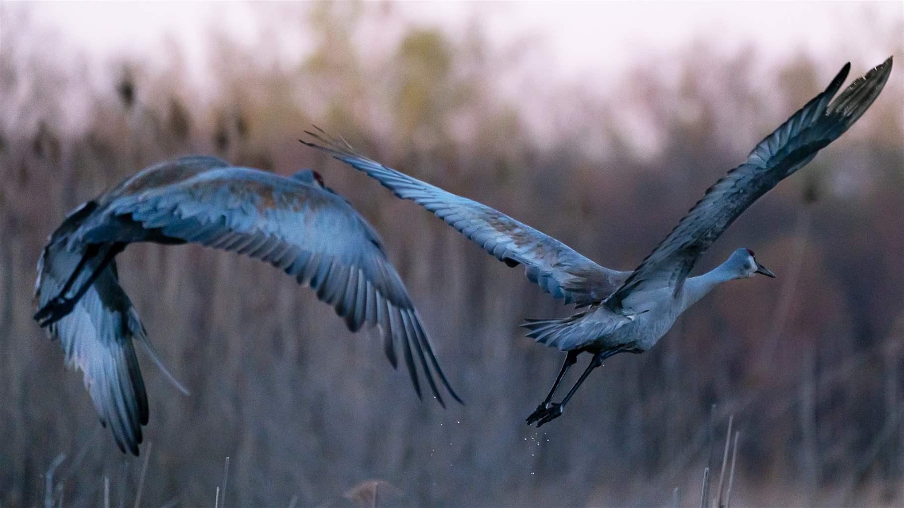 Two large gray and white birds fly over dimly lit wetlands. The birds’ wings are fully extended, showcasing their intricate feathers. The wetlands include tall grasses and reeds. Blurred trees and shrubs are in the background. The muted lighting suggests dawn or dusk. 