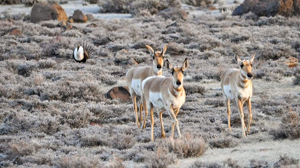 Three pronghorn walk toward the viewer across a brush-covered plain while a lone sage-grouse stands in the background.