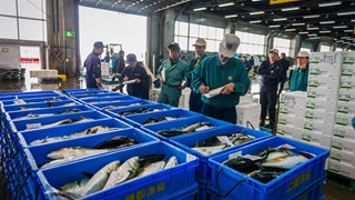About a dozen people stand examining large blue bins full of whole fish in a warehouse. Some people are in green clothes, others in blue, and all wear ballcaps. A few hold clipboards.