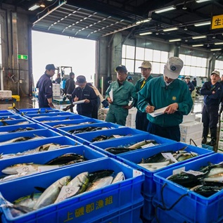 About a dozen people stand examining large blue bins full of whole fish in a warehouse. Some people are in green clothes, others in blue, and all wear ballcaps. A few hold clipboards.