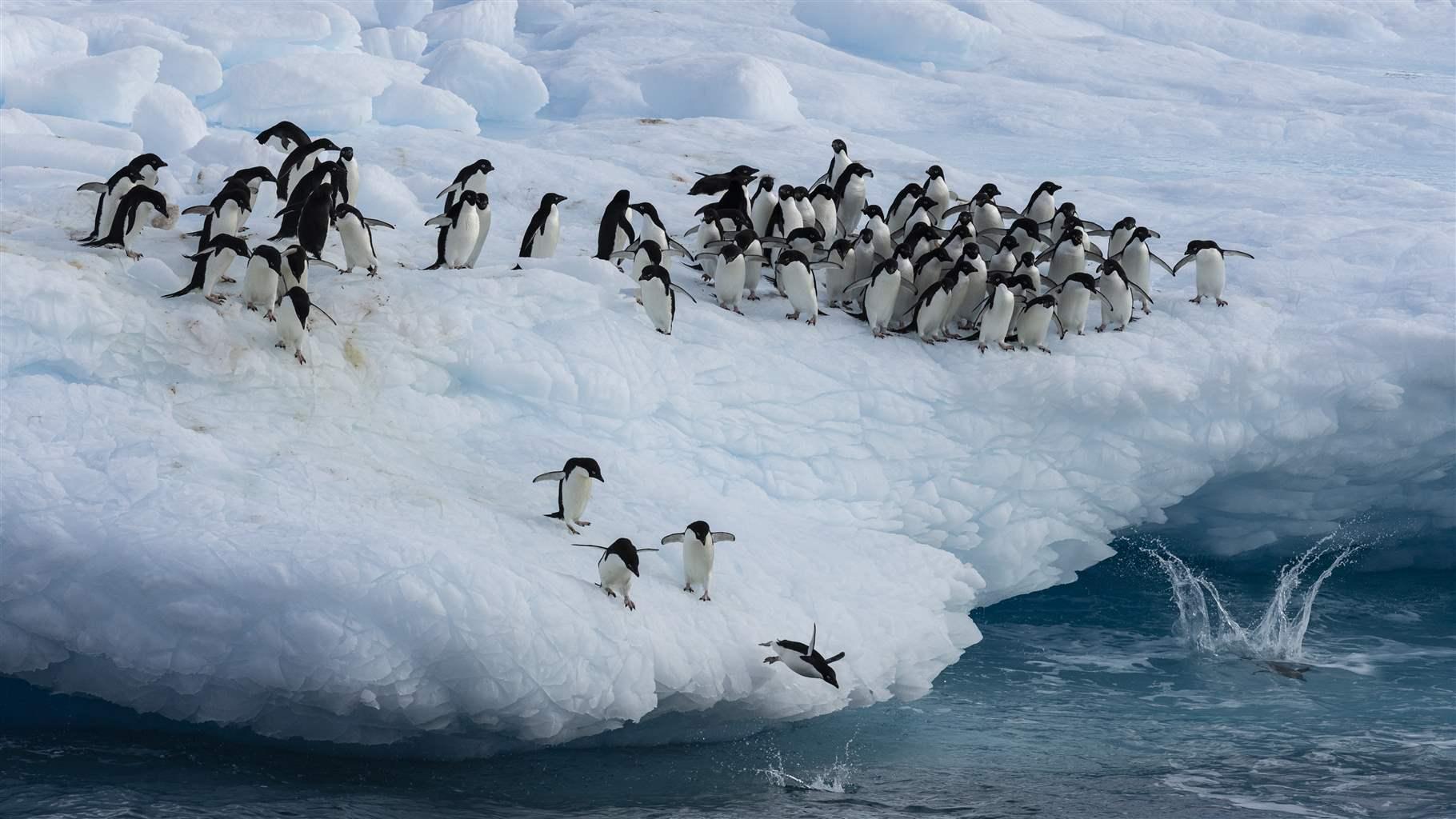 Tens of black-and-white penguins stand on the edge of an ice formation while several jump into the blue water below.
