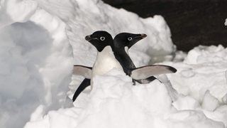 A pair of white and black Adélie penguins standing in the middle of a clump of snow face opposite directions. 