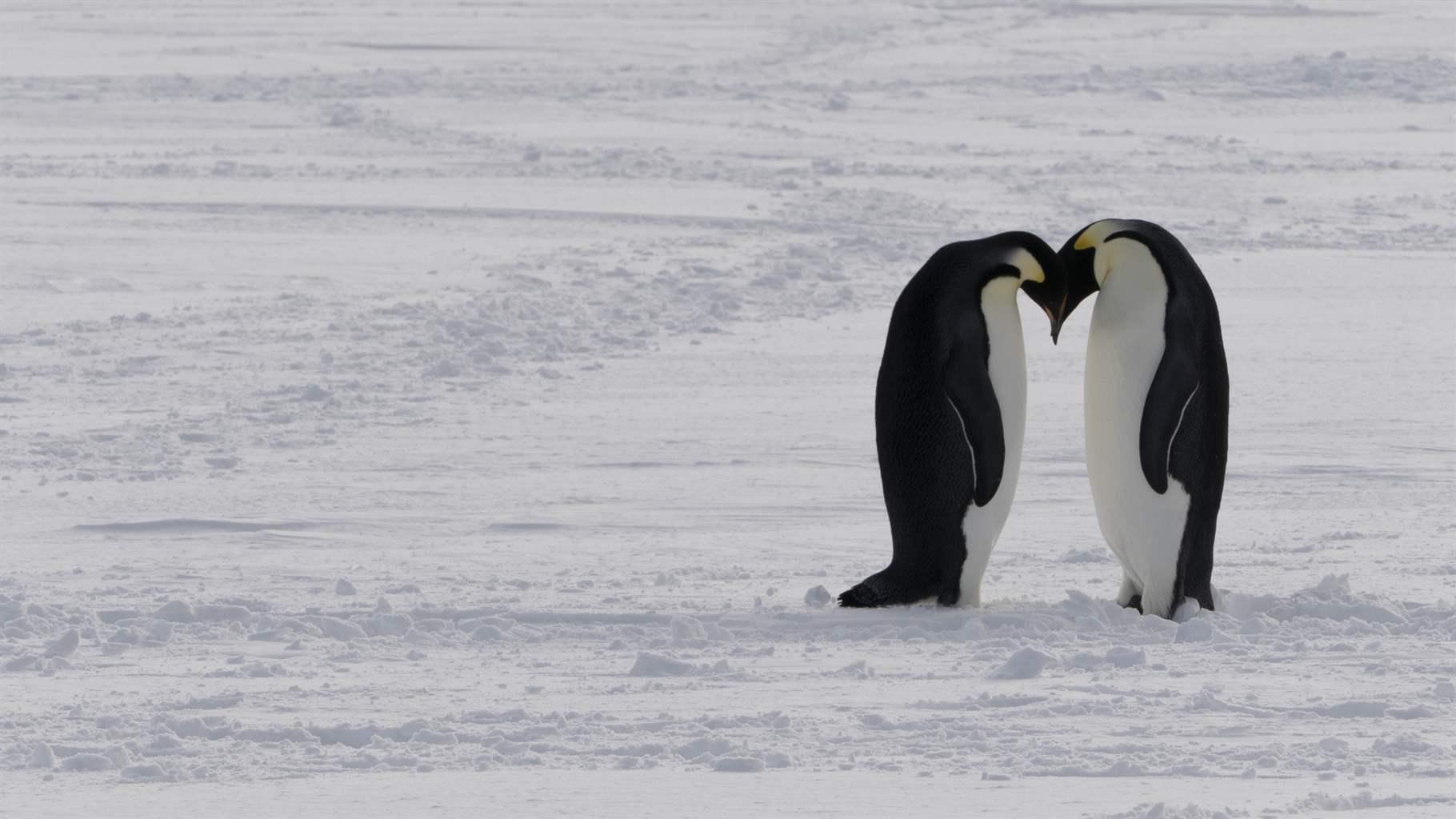A pair of emperor penguins stand with their heads leaned into each other on a snowy plain.