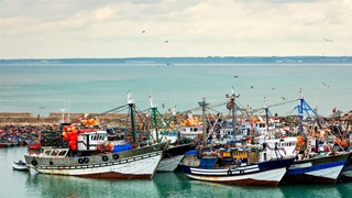 A group of fishing vessels on the water, docked at a jetty. Seabirds fly above the water extending to the shore in the horizon.