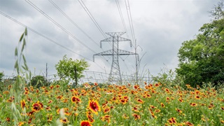 A transmission tower with power lines extending from it rises above a field of yellow and red flowers, with cloudy skies overhead. 