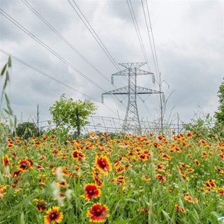A transmission tower with power lines extending from it rises above a field of yellow and red flowers, with cloudy skies overhead. 
