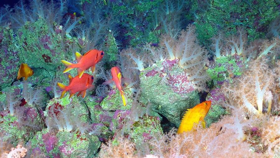 Global Ocean Legacy Marianas Pew Trusts