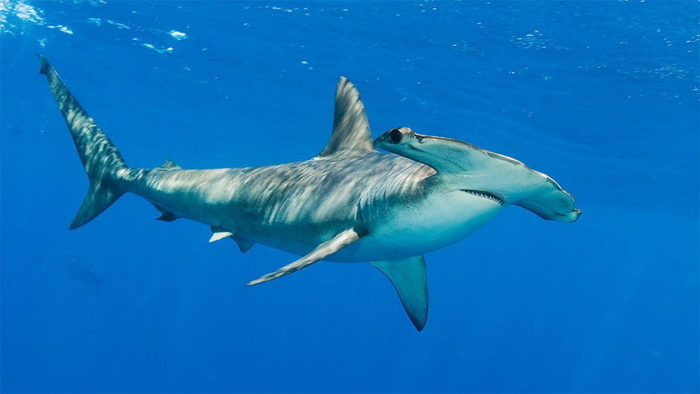3 Sharks That Need Protection in the Indian Ocean