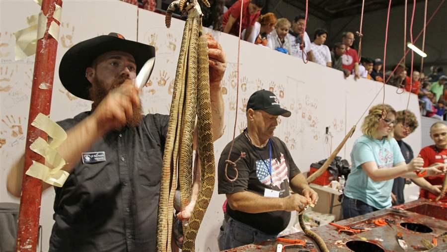 State efforts to boost dwindling rattlesnake populations are threatening old traditions