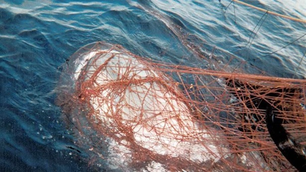 Bycatch in the Pacific