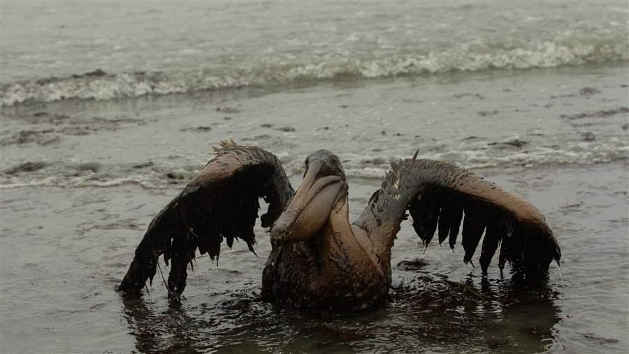 В воде гибнут. Загрязнение воды животные. Загрязнение нефтью животных. Гибель животных от загрязнения воды.