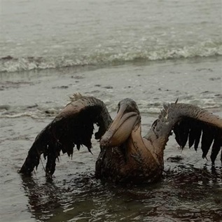 Brown Pelican after Deepwater Horizon Disaster