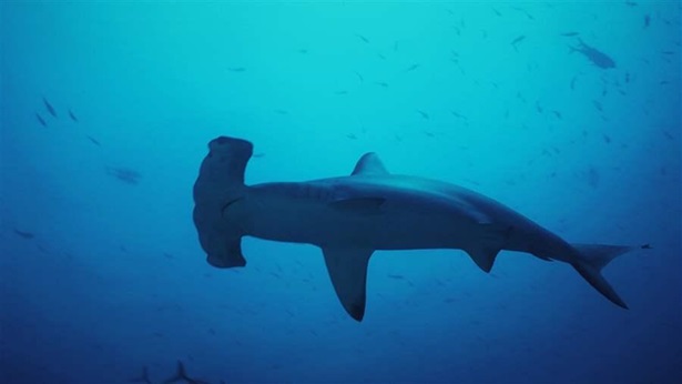 Hammerhead Shark Swimming Alone
