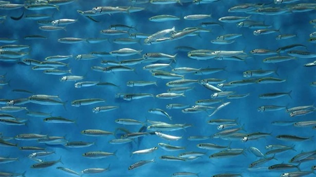 Sardines Swimming 