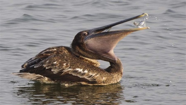 A pelican eats a fish in Florida waters