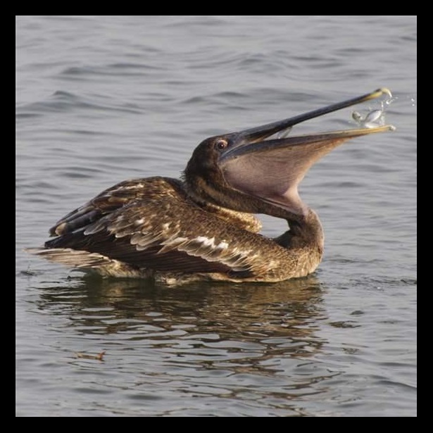 A pelican eats a fish in Florida waters